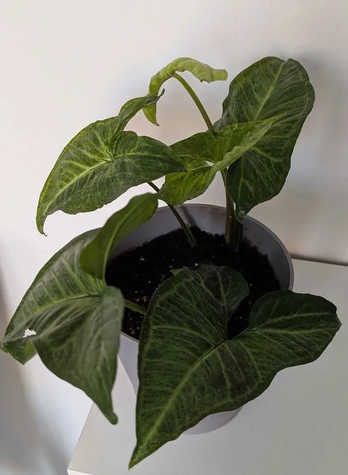 Indoor plants: Syngonium image indicator(2)