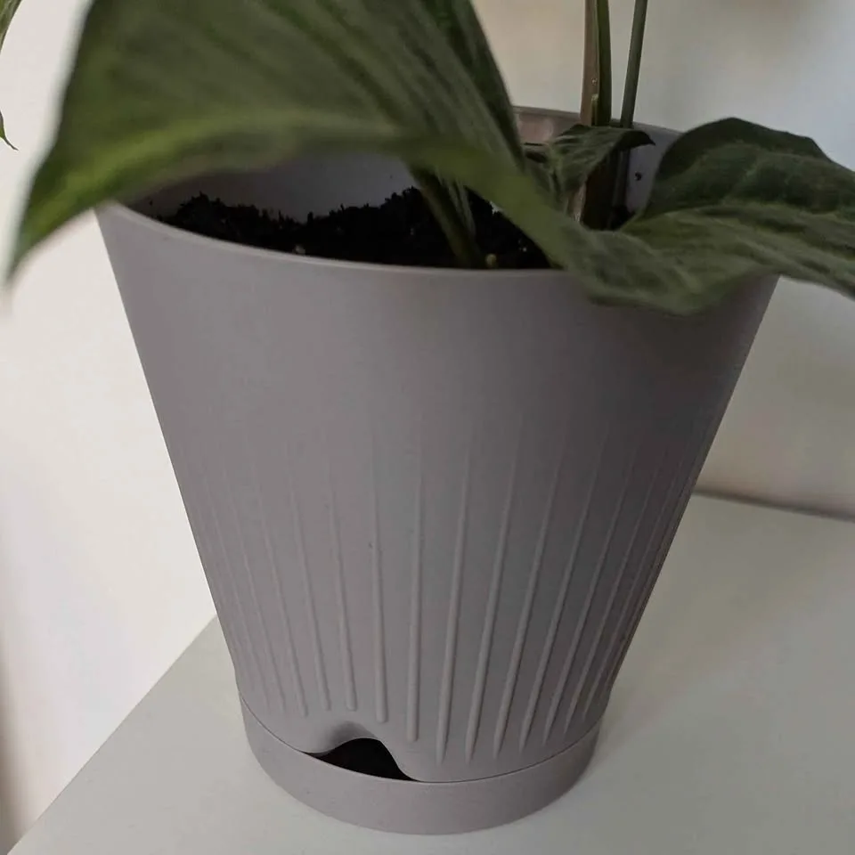 Indoor plants: Syngonium image indicator(3)