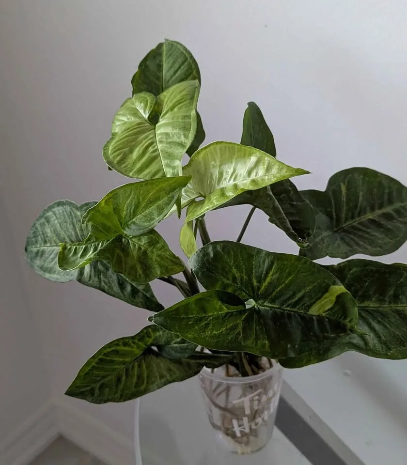 Indoor plants: Syngonium in water image indicator(2)