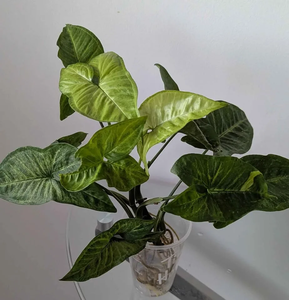 Indoor plants: Syngonium in water image indicator(3)