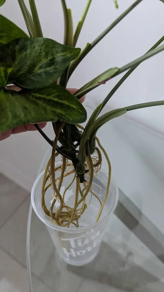 Indoor plants: Syngonium in water image indicator(4)