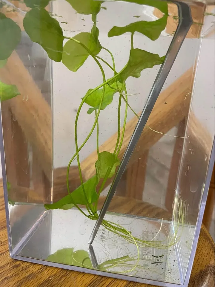 Taiwan Lotus image indicator(2)