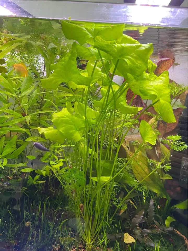 Taiwan Lotus image indicator(3)