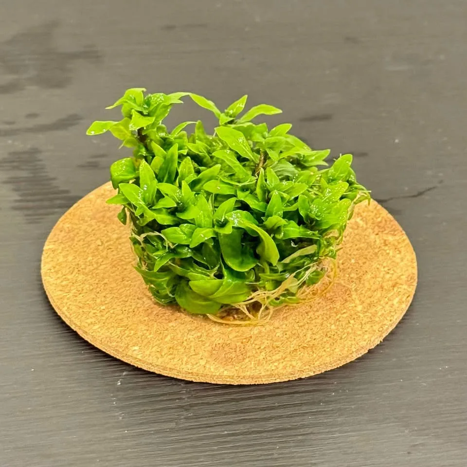 Staurogyne repens - Aquarium plants image indicator(2)