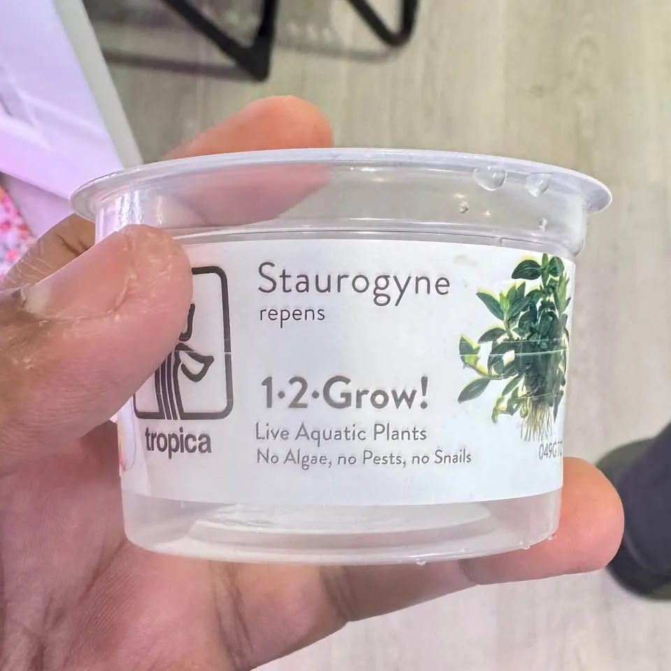 Staurogyne repens - Aquarium plants image indicator(3)