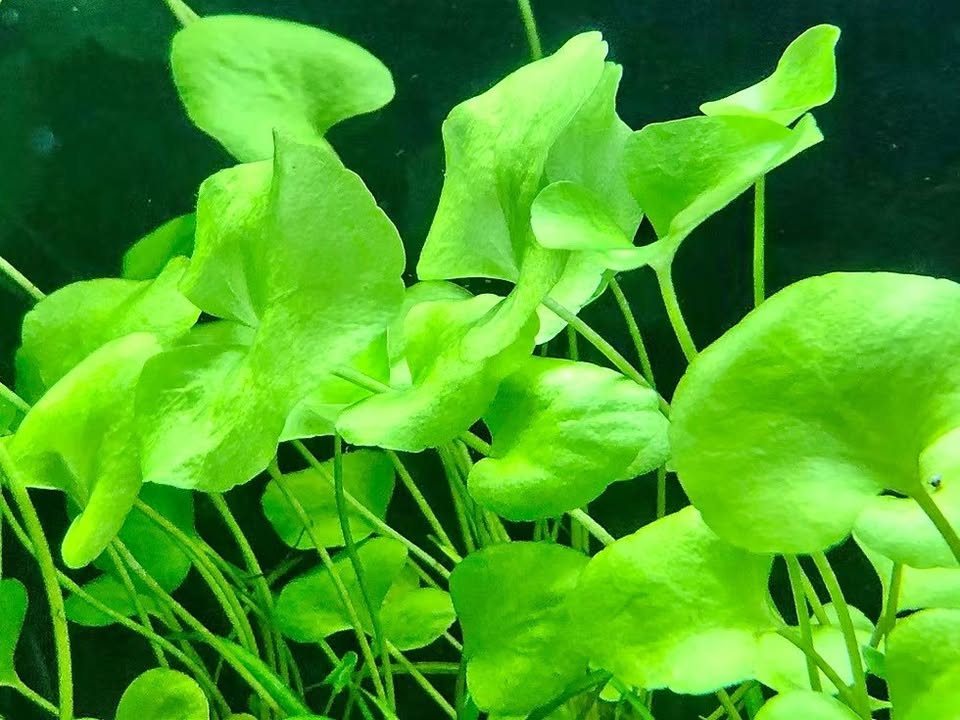 Taiwan lily aquarium plant