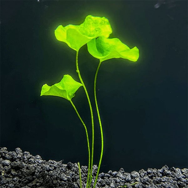 Taiwan lily aquarium plant - photo 2
