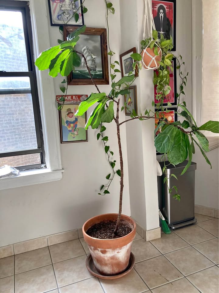 Fiddle leaf fig tree w/terracotta pot