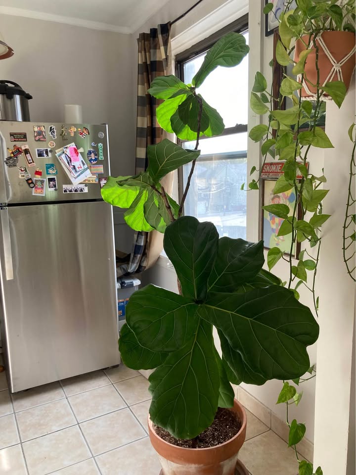 Fiddle leaf fig tree w/terracotta pot - photo 2