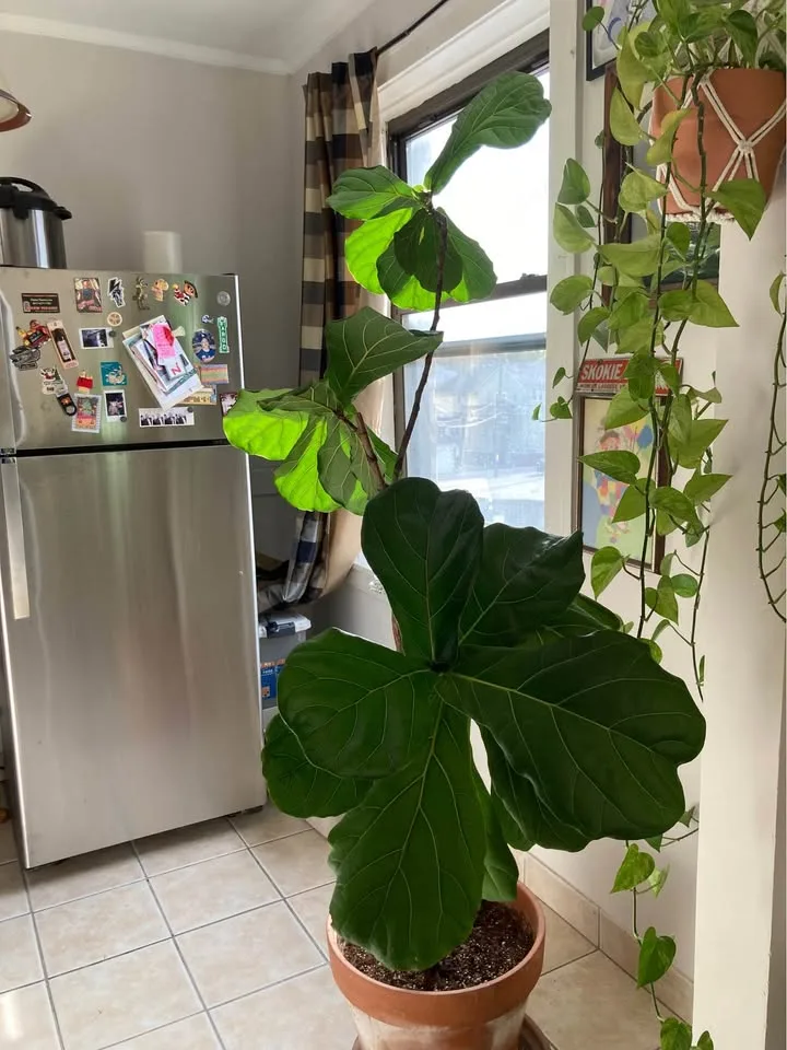 Fiddle leaf fig tree w/terracotta pot image indicator(2)