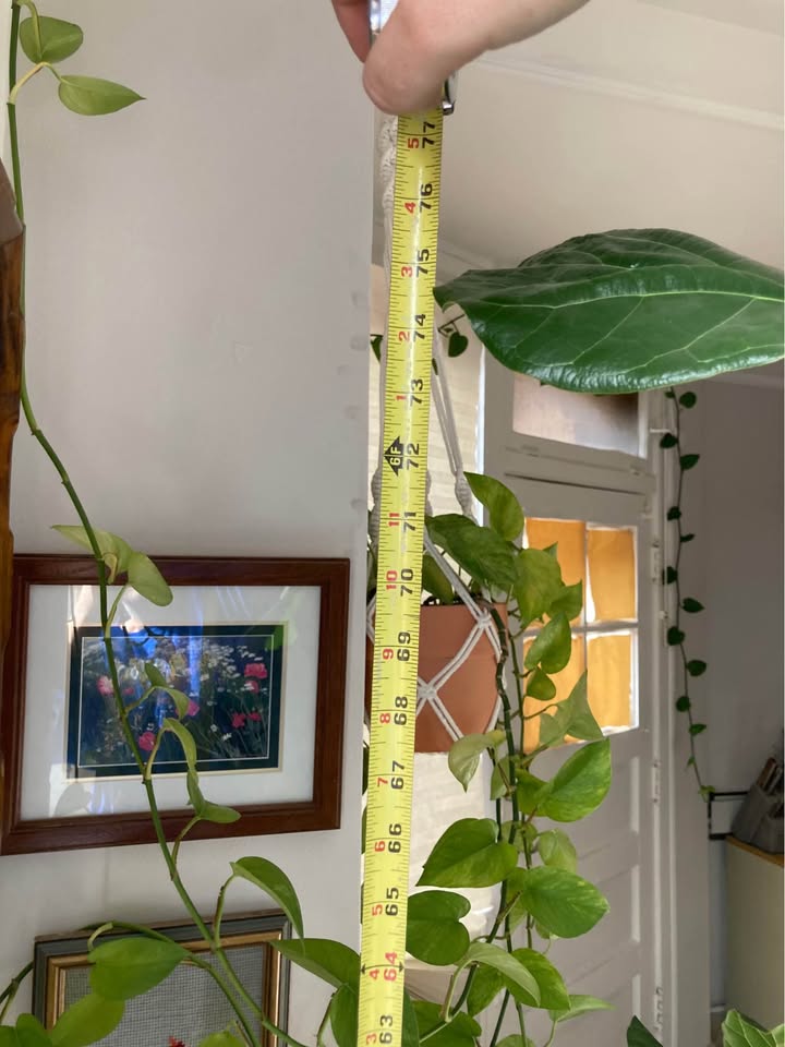 Fiddle leaf fig tree w/terracotta pot - photo 3