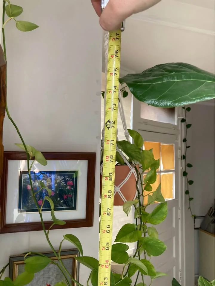 Fiddle leaf fig tree w/terracotta pot image indicator(3)