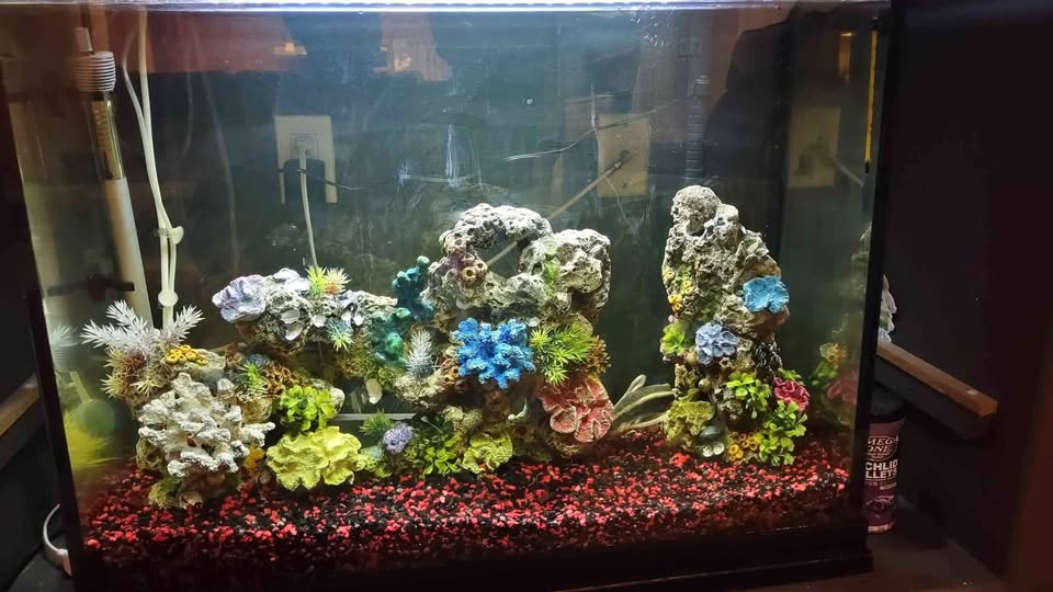 Aquarium 37 Gallon
