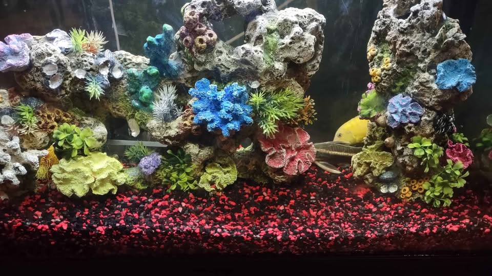 Aquarium 37 Gallon - photo 2