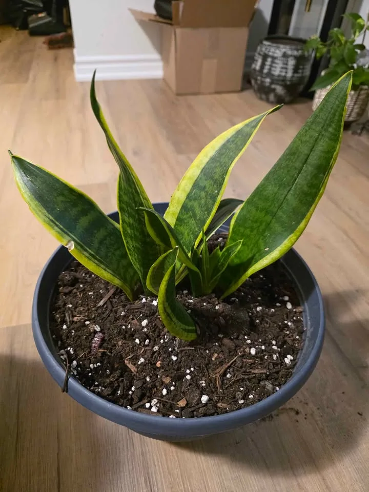 Snake plant image indicator(2)