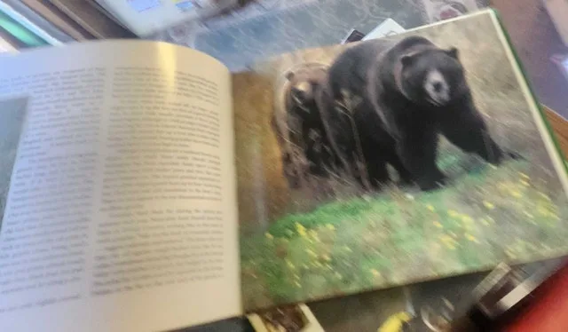 Valley of the Grizzlies image indicator(5)