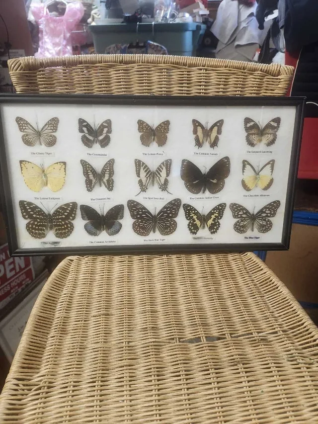 Butterfly Collection