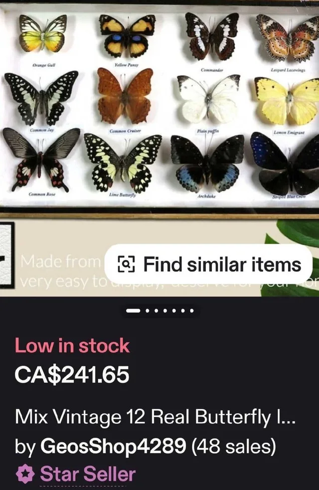 Butterfly Collection image indicator(4)