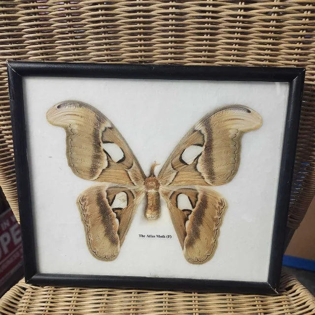 Framed Atlas Moth