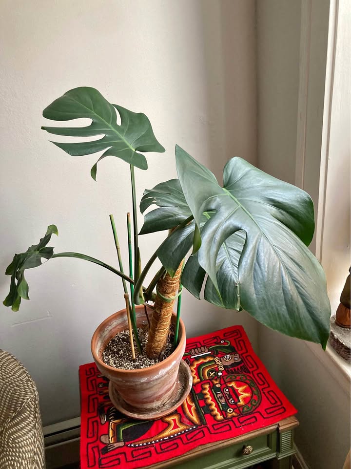 Monstera plant in terracotta pot
