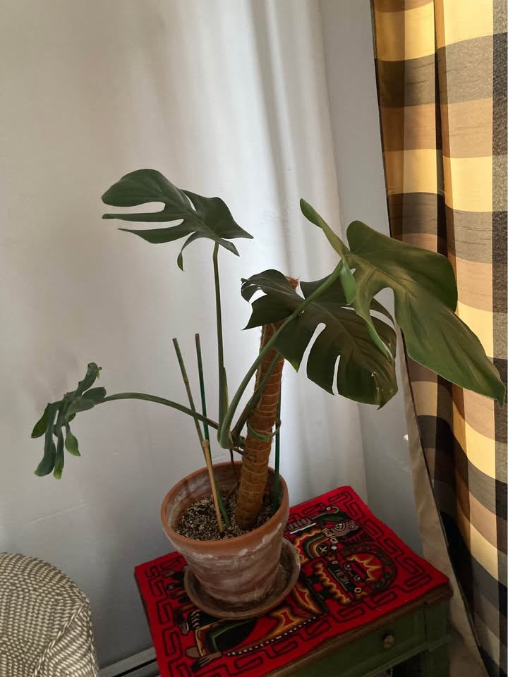 Monstera plant in terracotta pot - photo 2