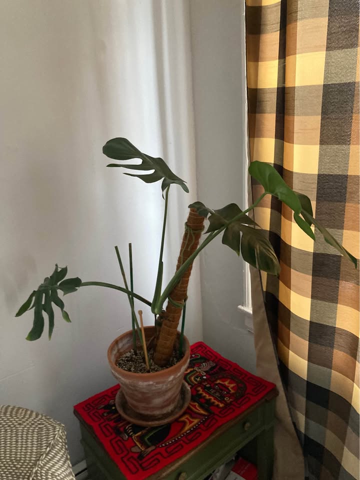 Monstera plant in terracotta pot - photo 3