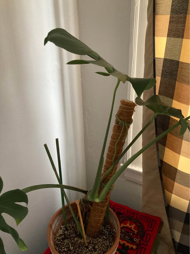 Monstera plant in terracotta pot - photo 4