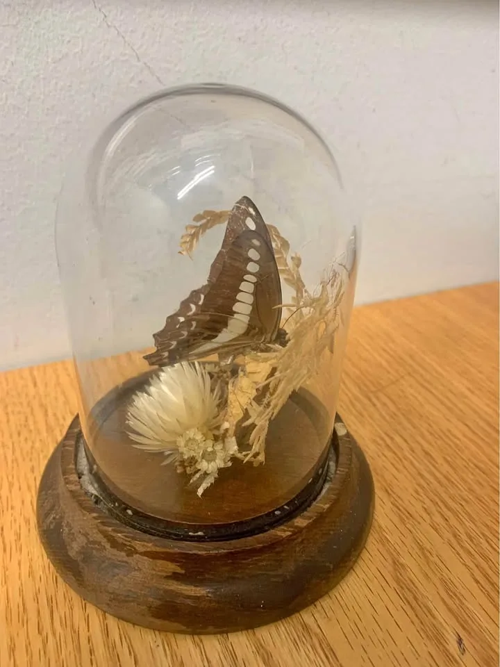 Taxidermy Butterfly thumbnail
