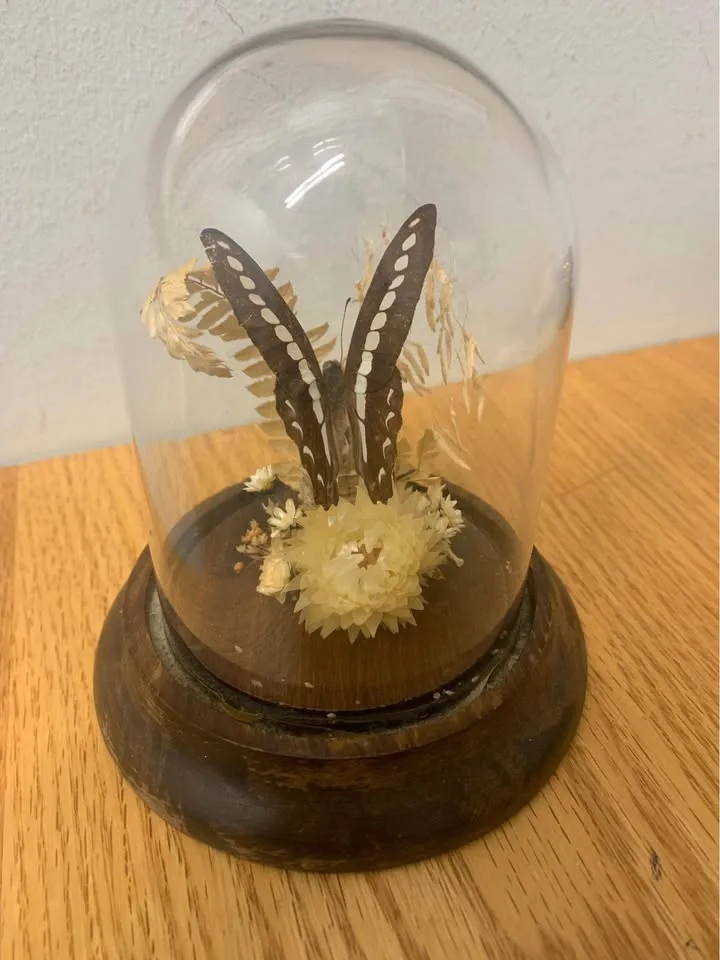 Taxidermy Butterfly image indicator(2)