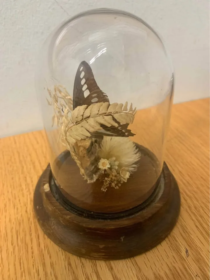 Taxidermy Butterfly image indicator(3)