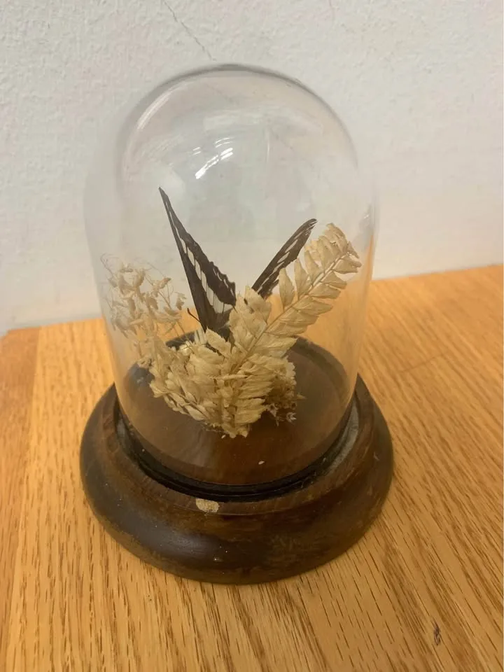 Taxidermy Butterfly image indicator(4)