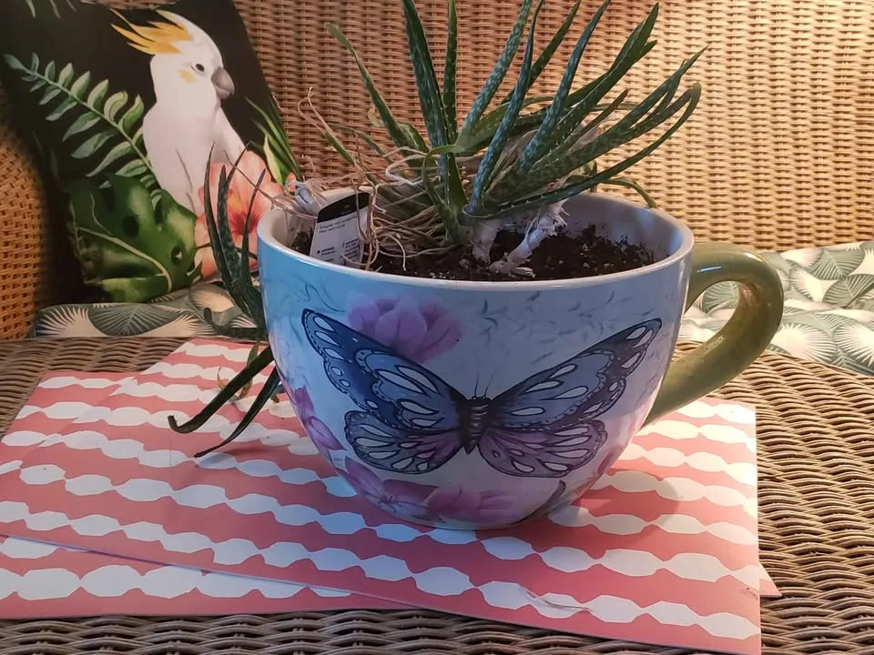 Giant Butterfly Tea Cup Planter image indicator(2)