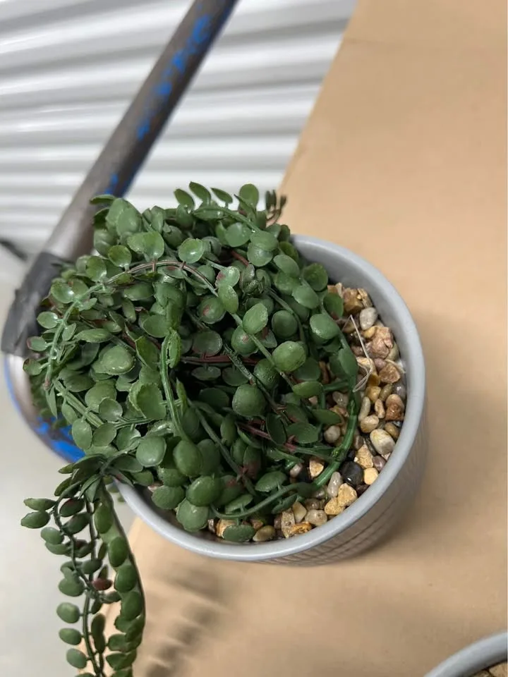 Two faux droopy plant home decor in grey ceramic pot image indicator(4)