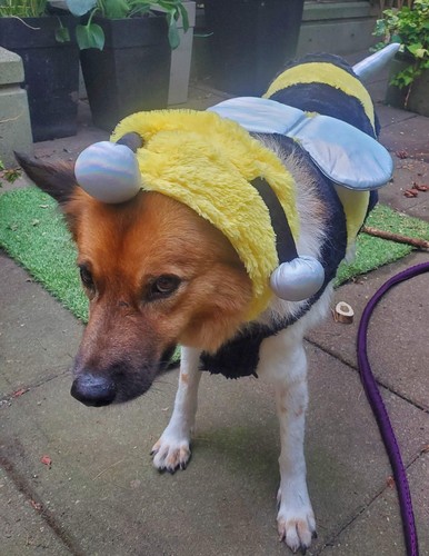 dog Bumble Bee halloween costume