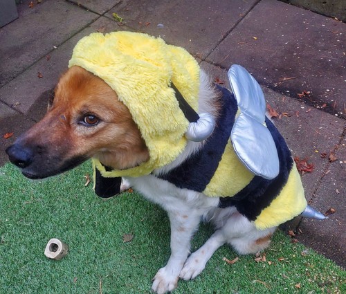 dog Bumble Bee halloween costume - photo 2