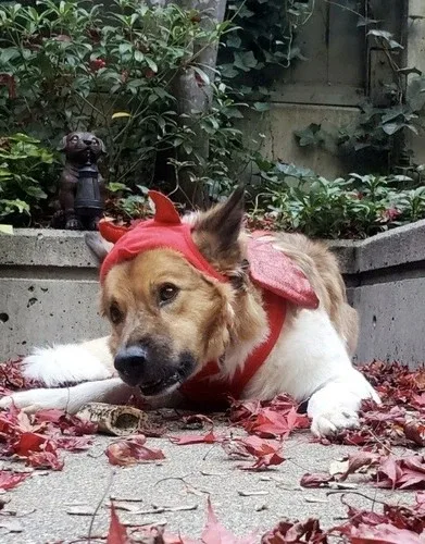 Red DEVIL dog halloween costume MED/ LG* image indicator(9)