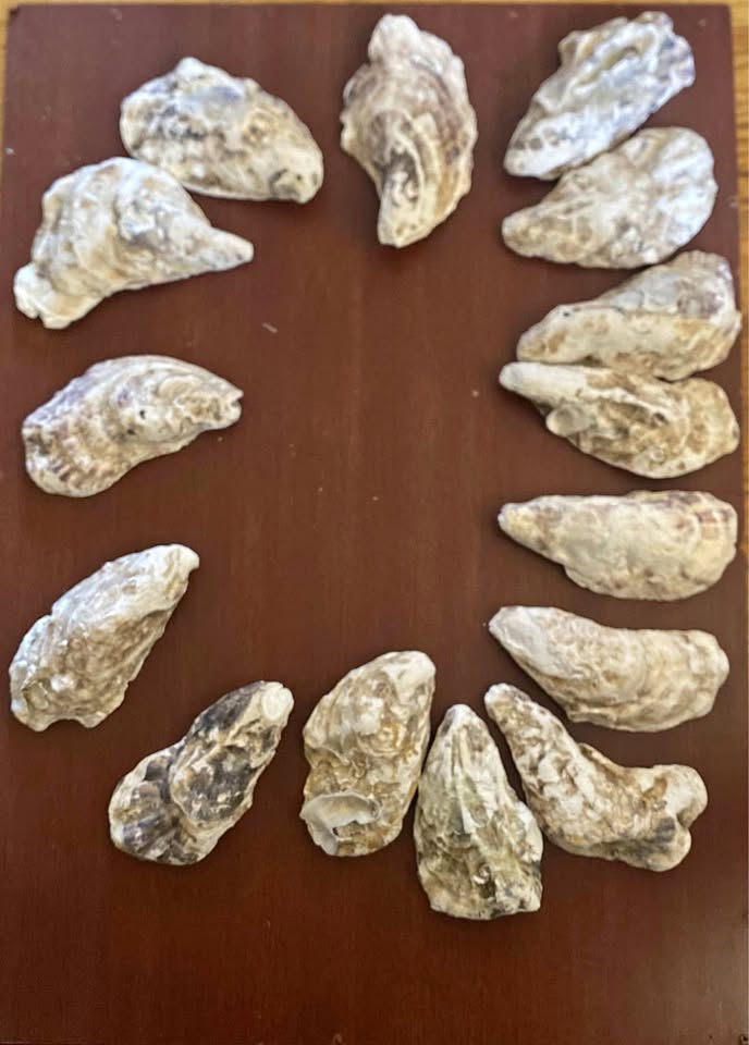 15pcs 4-2in Long Flat Oyster Shells, Oyster Shells for Crafts,Na