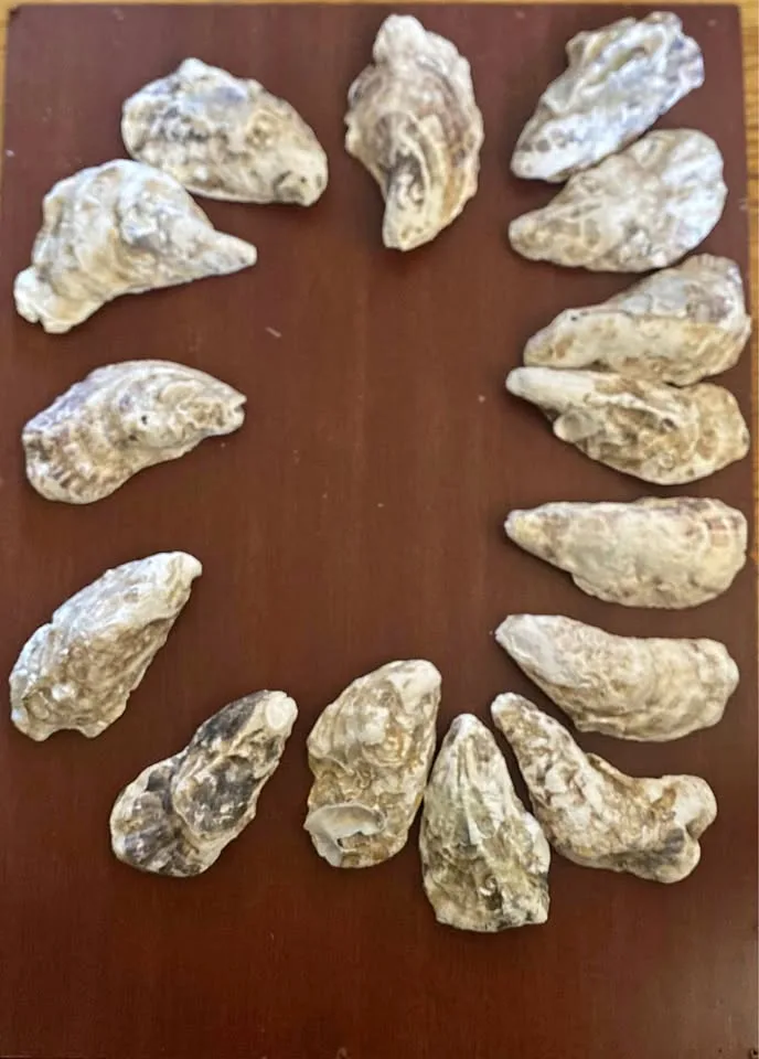 15pcs 4-2in Long Flat Oyster Shells, Oyster Shells for Crafts,Na thumbnail