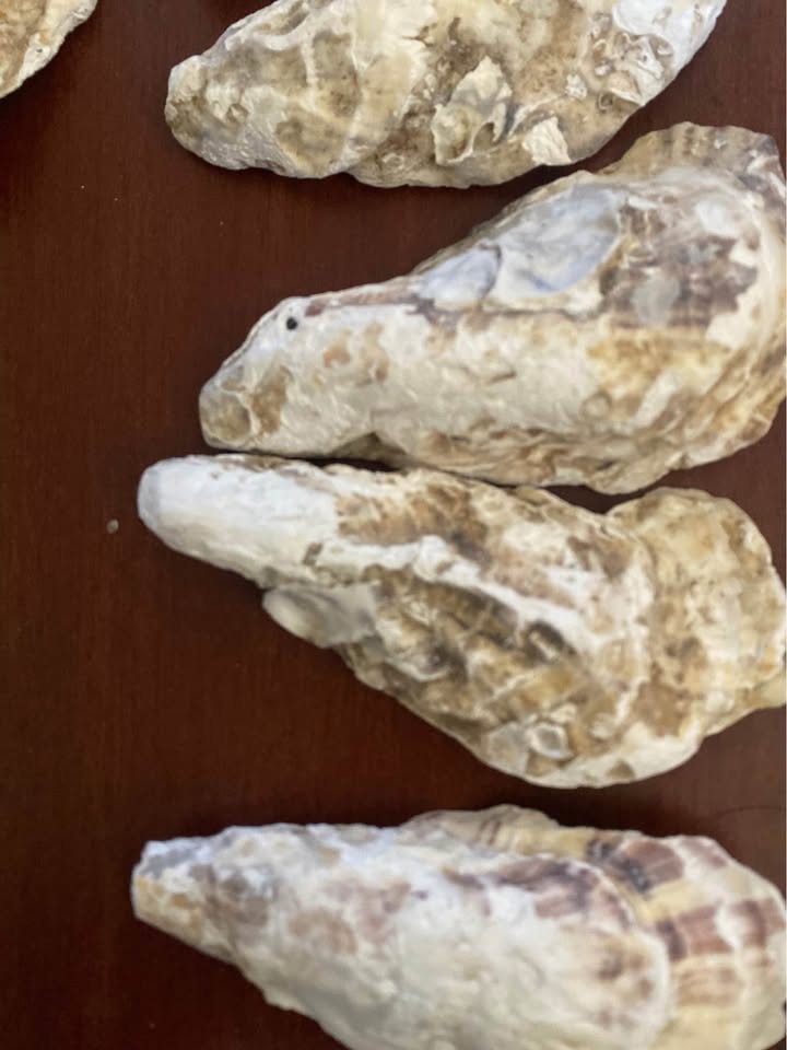 15pcs 4-2in Long Flat Oyster Shells, Oyster Shells for Crafts,Na - photo 2