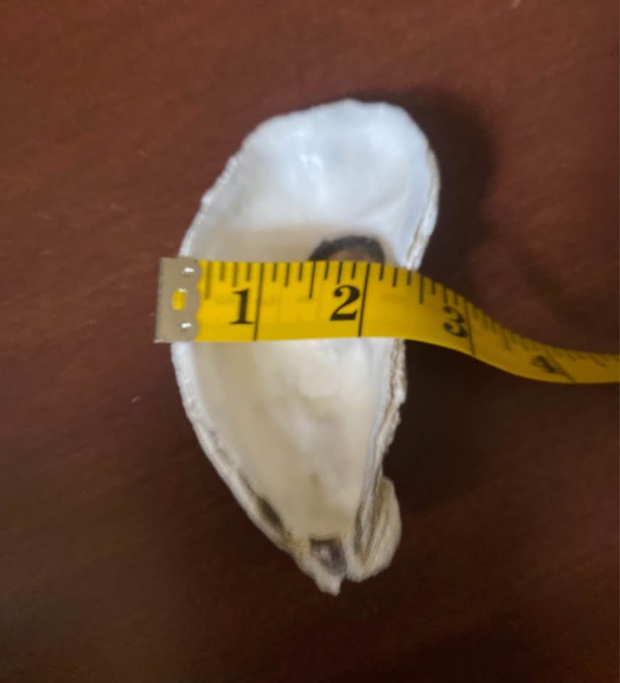 15pcs 4-2in Long Flat Oyster Shells, Oyster Shells for Crafts,Na - photo 3