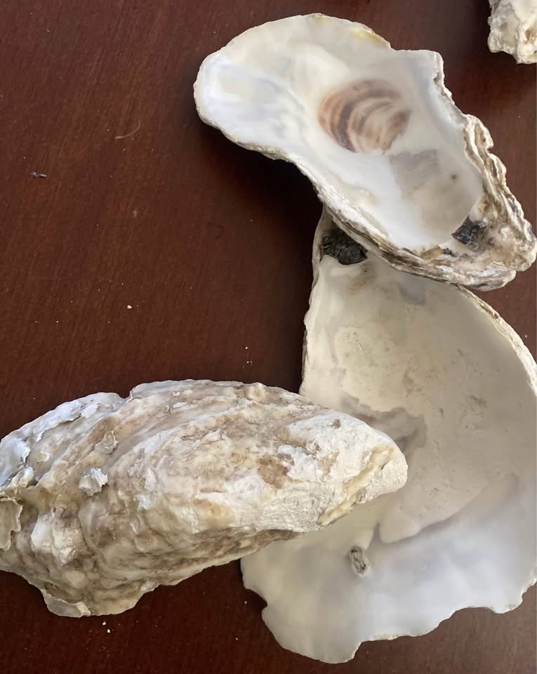 15pcs 4-2in Long Flat Oyster Shells, Oyster Shells for Crafts,Na - photo 5