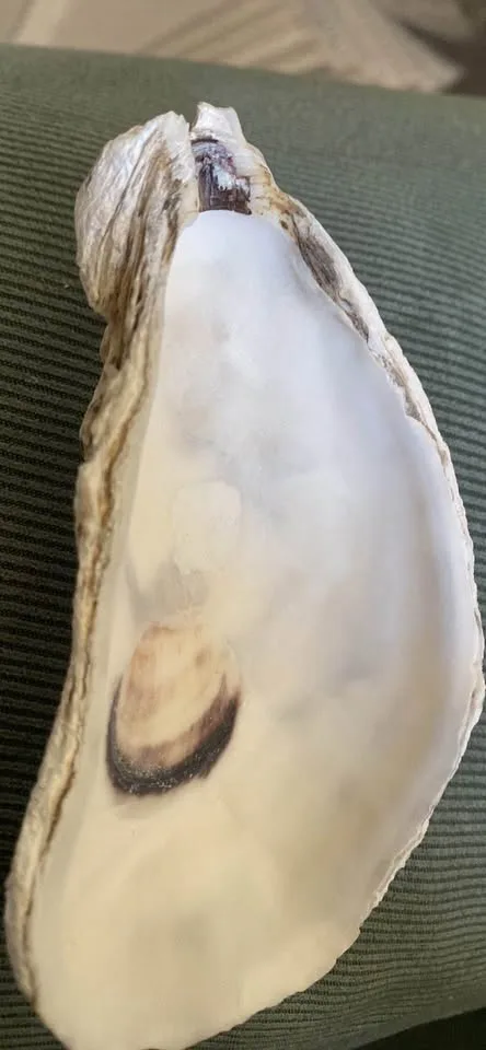 15pcs 4-2in Long Flat Oyster Shells, Oyster Shells for Crafts,Na image indicator(8)