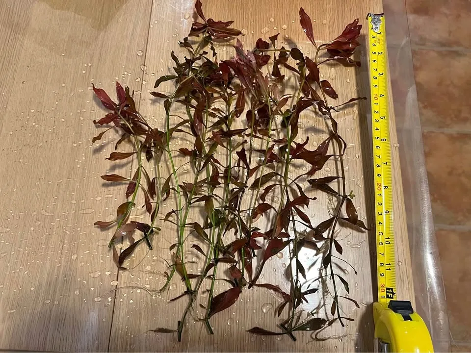 🥕Aquarium Plant Sale – Ludwigia, Rotala, & Monte Carlo thumbnail