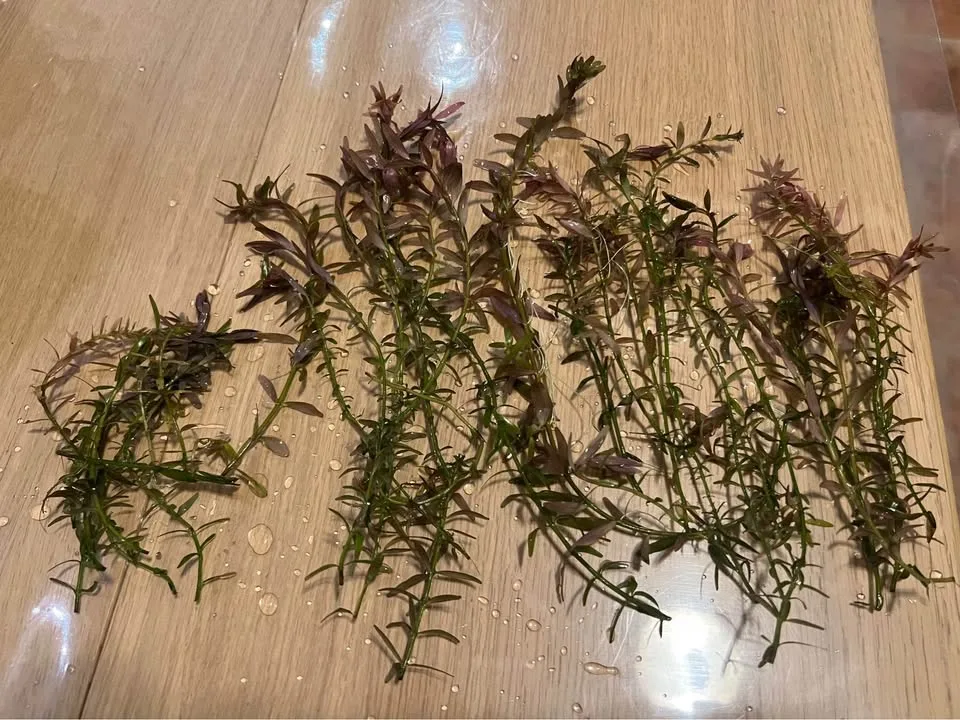 🥕Aquarium Plant Sale – Ludwigia, Rotala, & Monte Carlo image indicator(2)