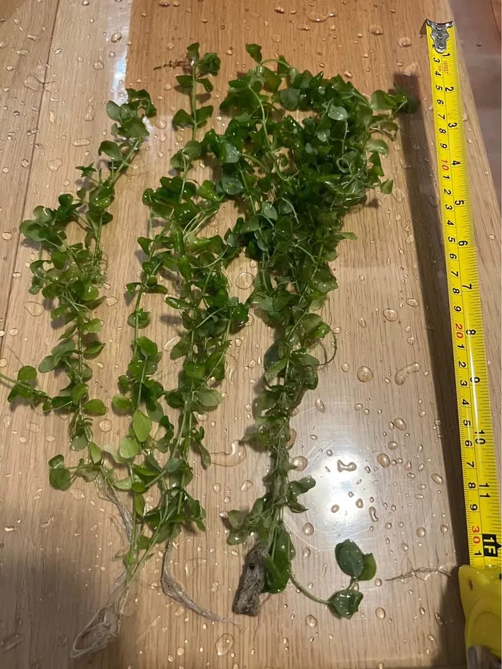 🥕Aquarium Plant Sale – Ludwigia, Rotala, & Monte Carlo image indicator(3)