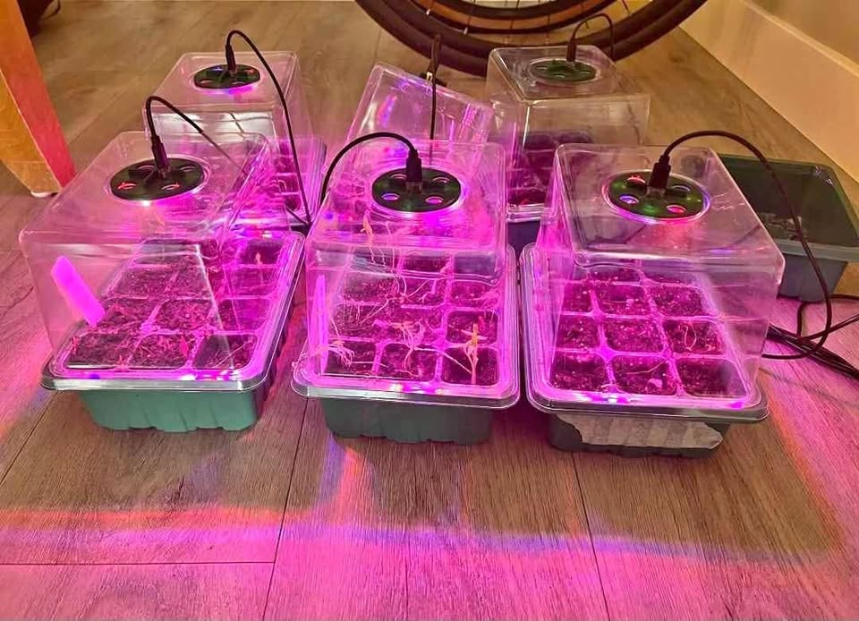 Seed starter tray (green house)