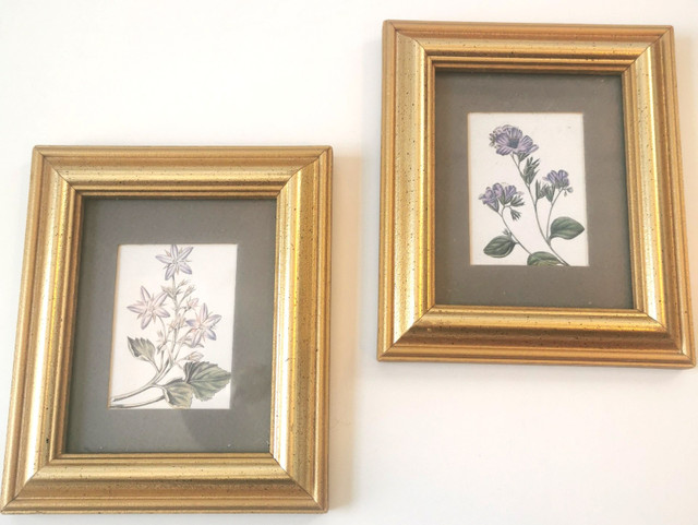 Vintage Botanical Flower Prints in Gold Frames Canada