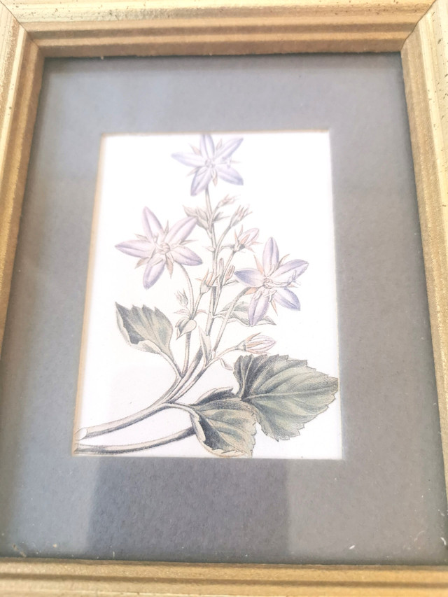 Vintage Botanical Flower Prints in Gold Frames Canada - photo 2