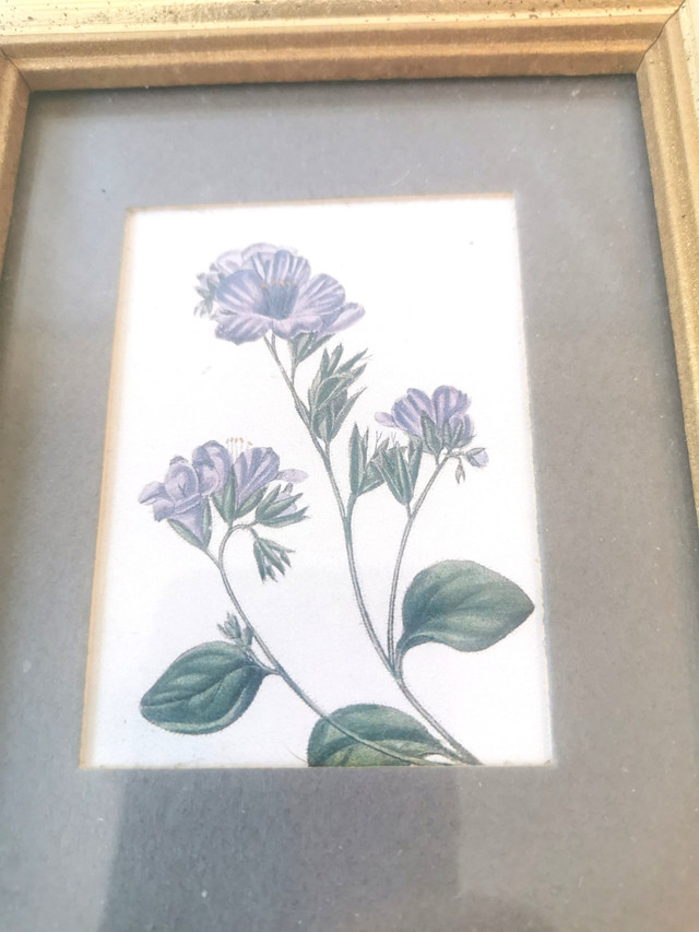 Vintage Botanical Flower Prints in Gold Frames Canada - photo 3