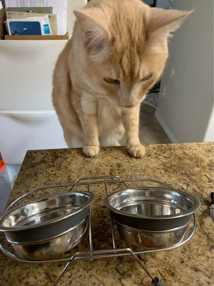 Cat/ Bunny Harness Leash & Food Dish image indicator(2)